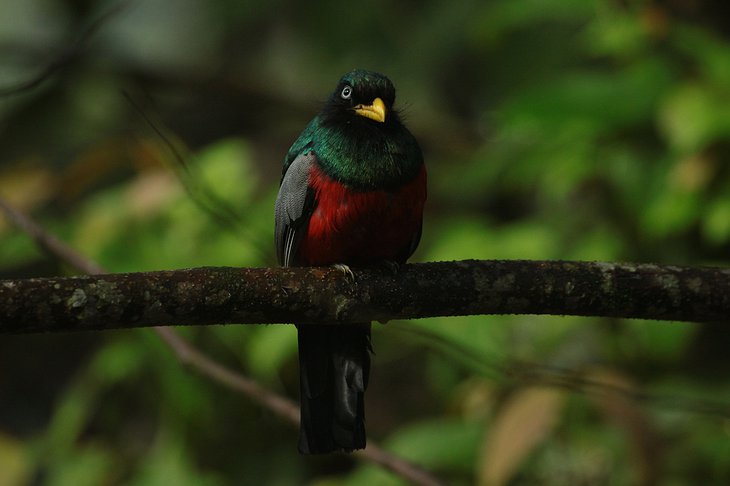 Choco Trogon bird