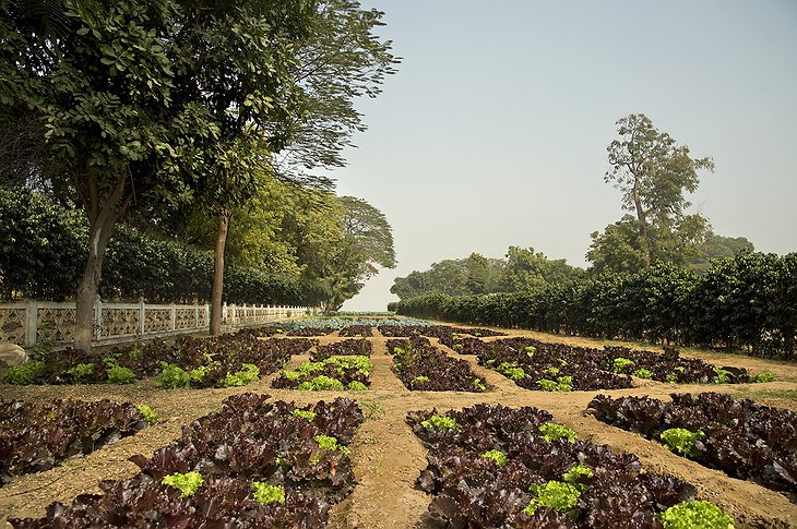 Rajmahal Palace organic garden