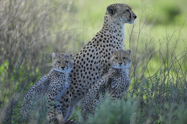 Arusha National Park leopards