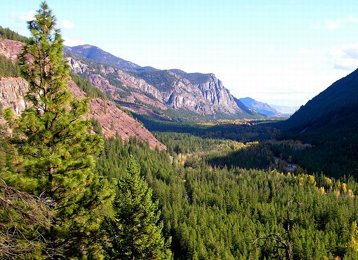 Methow Valley forest