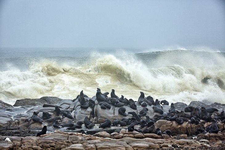 Namibia Atlantic Ocean Beach Seal Colony