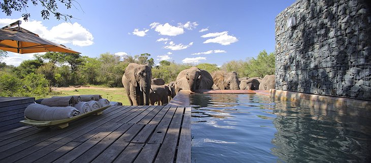 andBeyond Phinda Homestead pool and elephants