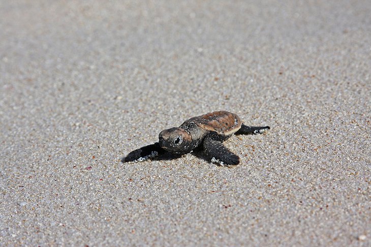 Cute tiny turtle in the sand
