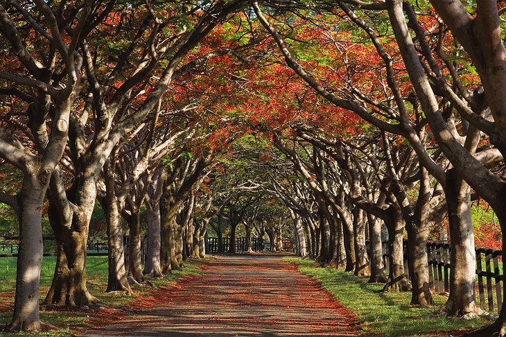 Tree-lined road