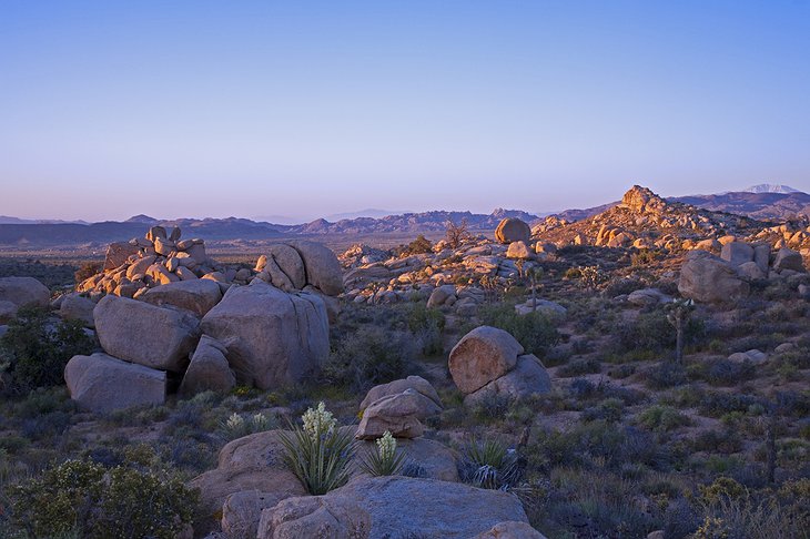 Morongo Valley desert