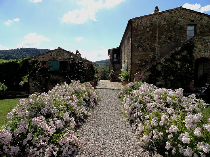 Follonico flowers