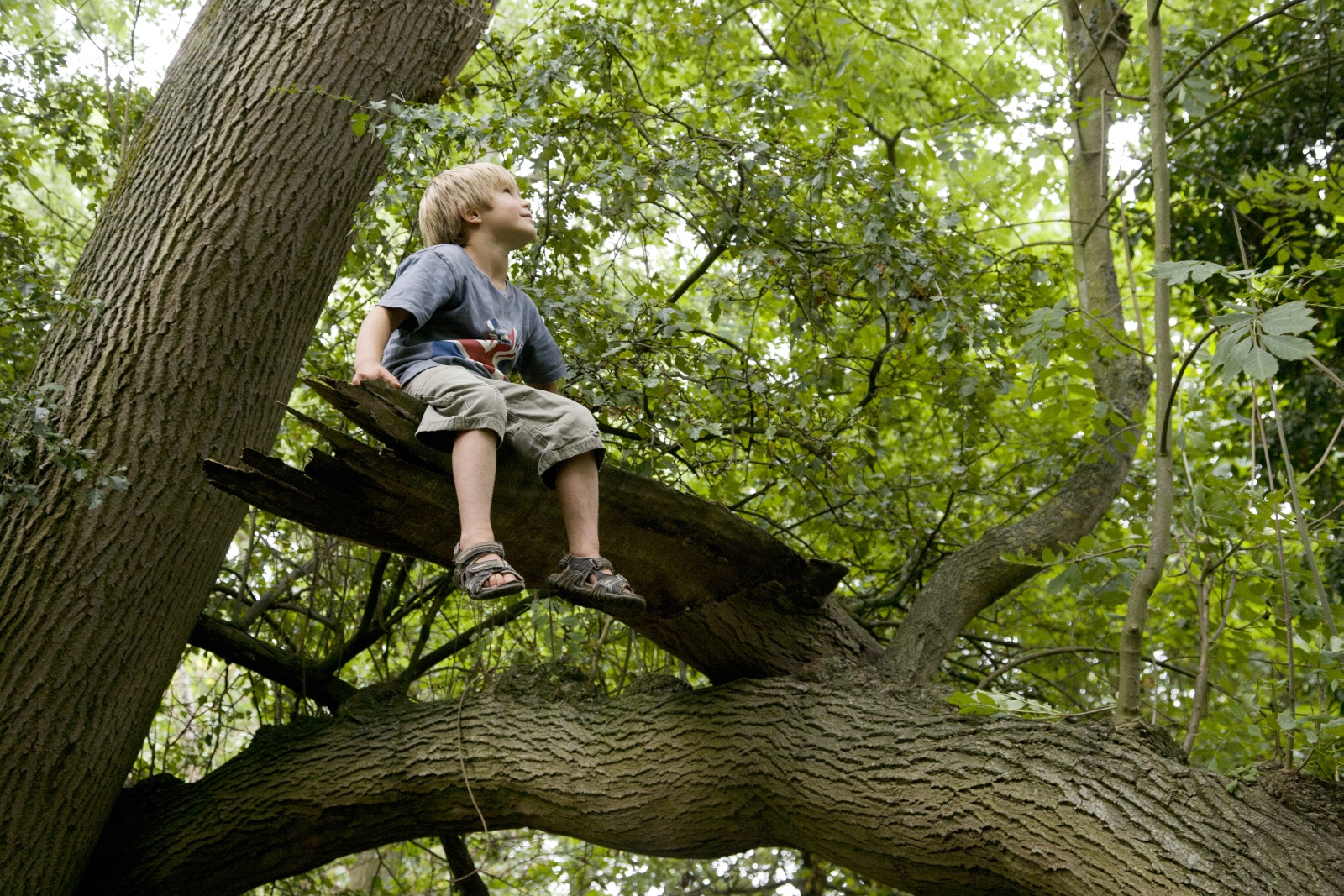 Eat from trees