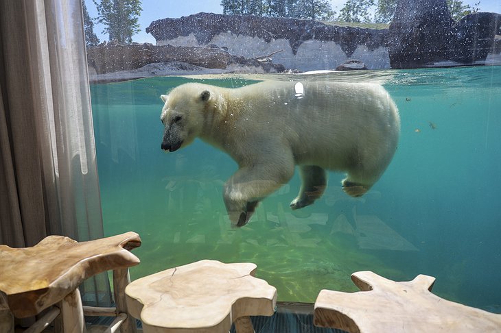 Pairi Daiza Resort Polar Bear House Underwater Room View