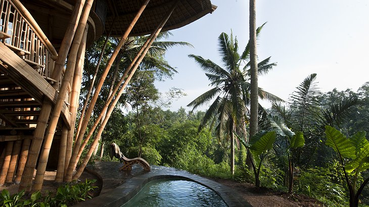 Palm House Jungle Pool