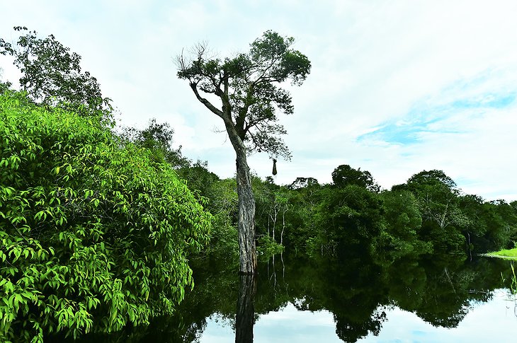 Amazon Rain forest river