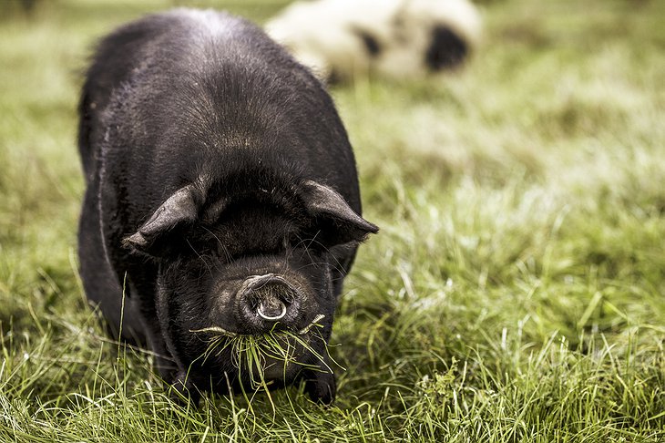 Pig eating grass