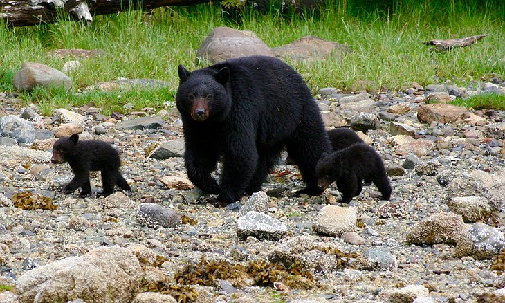 Black Bear Mother and Cubs