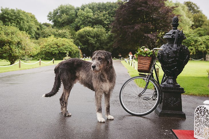 Ballyseede Castle dog