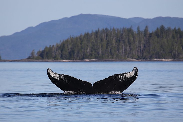 Vancouver Island Whale Spotting