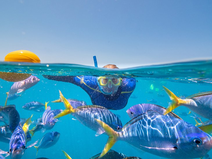 Hard Reef Snorkeling With Fish