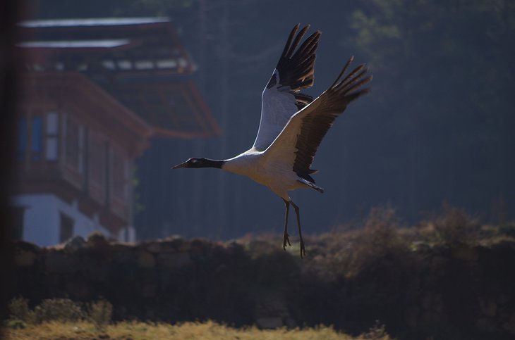 Black-CNecked Crane In Bhutan