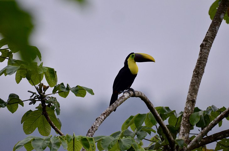Bird in Costa Rican jungle