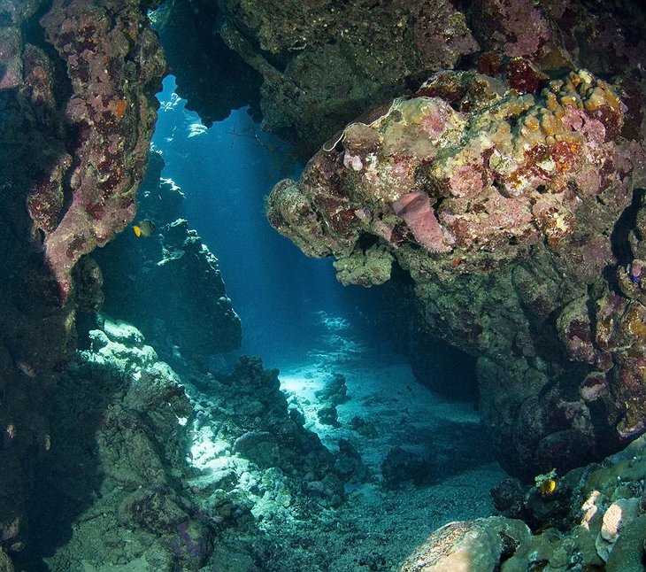 Guanaja Island coral reef