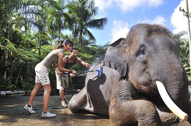 Elephant washing and playing