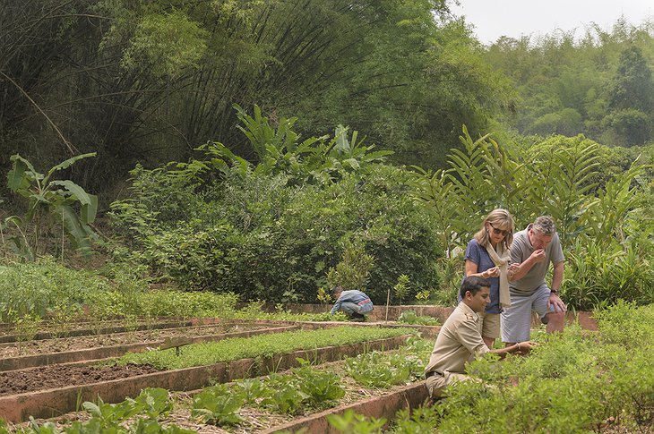 Four Seasons Tented Camp Golden Triangle Spice Garden