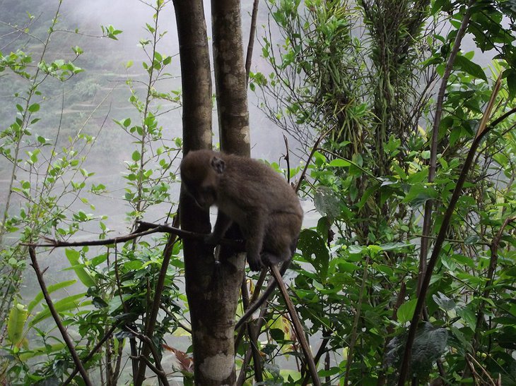 Uhaj Village jungle with a monkey