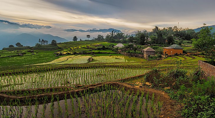 Ricefields, Sapa, Vietnam