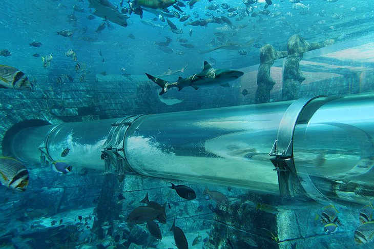 Water slide in a shark pool