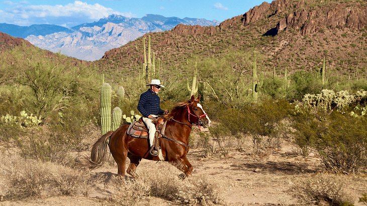 Sonoran Desert Horse Riding