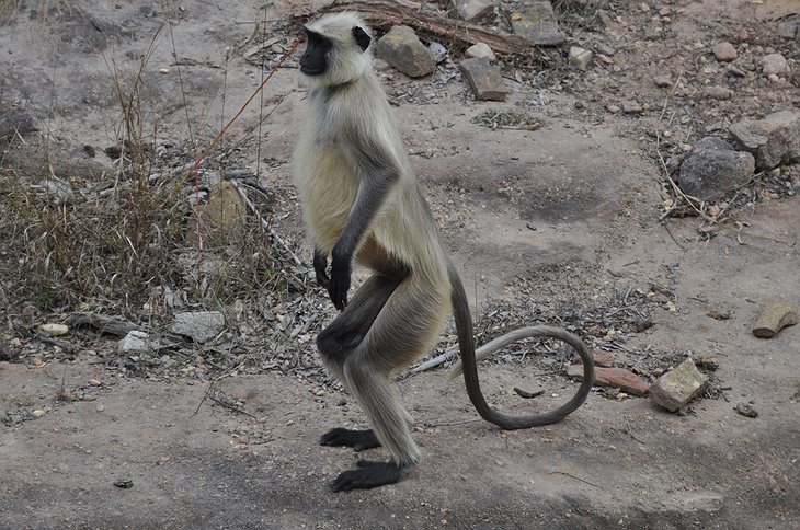 Monkey at Bandhavgarh Tiger Reserve