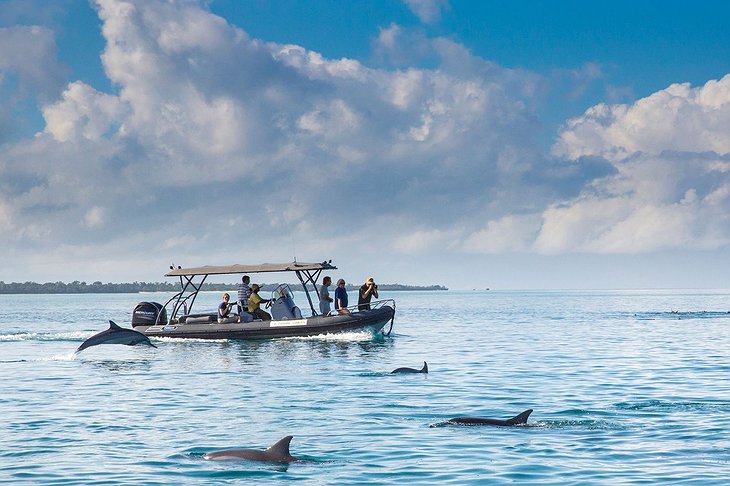 Pemba Island Boat Dolphin Spotting