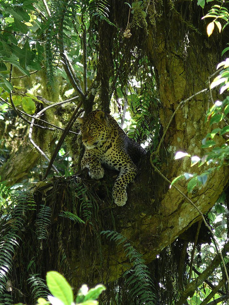 Leopard on the tree