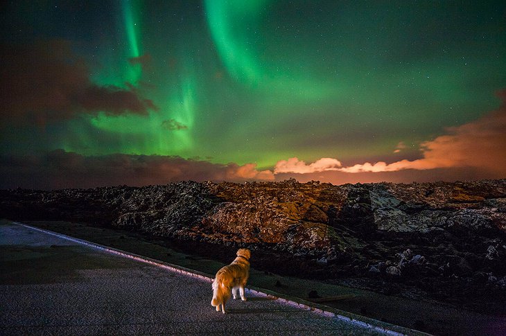 Max Dog And Aurora Lights