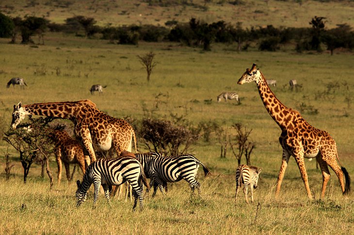 Giraffes and zebras