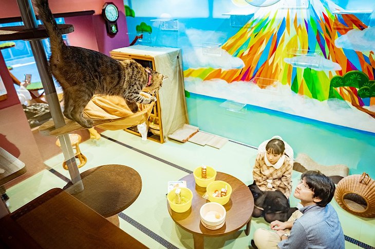 Cat Café