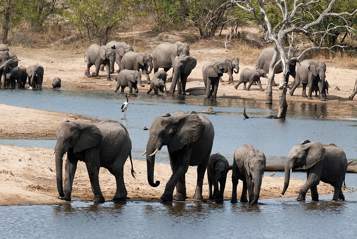 Ulusaba elephants