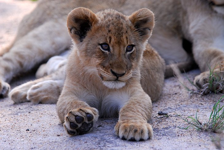 Baby tiger