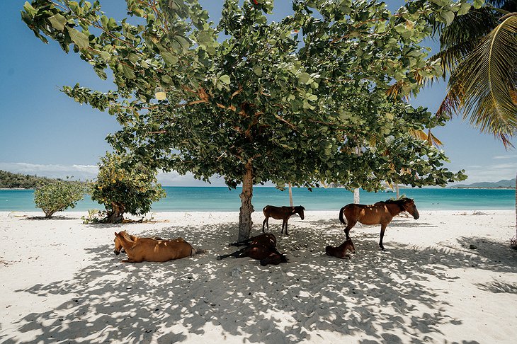 Parque La Ceiba de Vieques