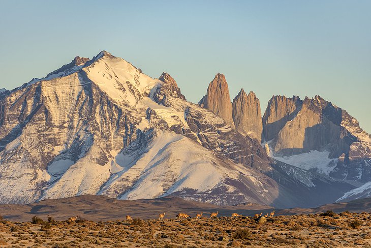 Patagonia Wildlife