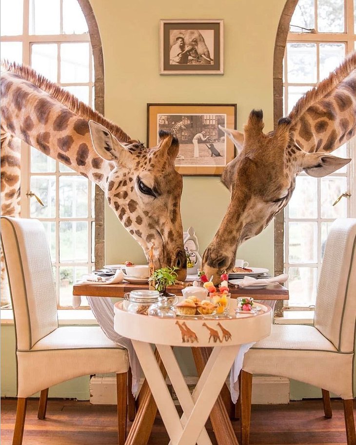 Giraffe feeding from the room