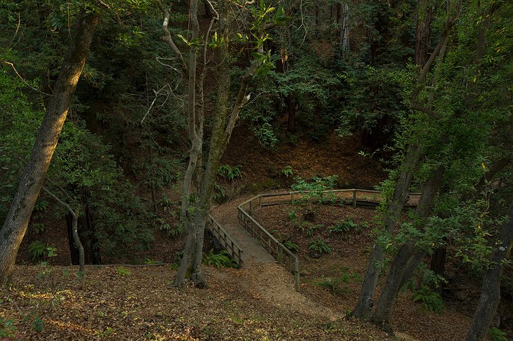 Ventana Big Sur Forest Pathway