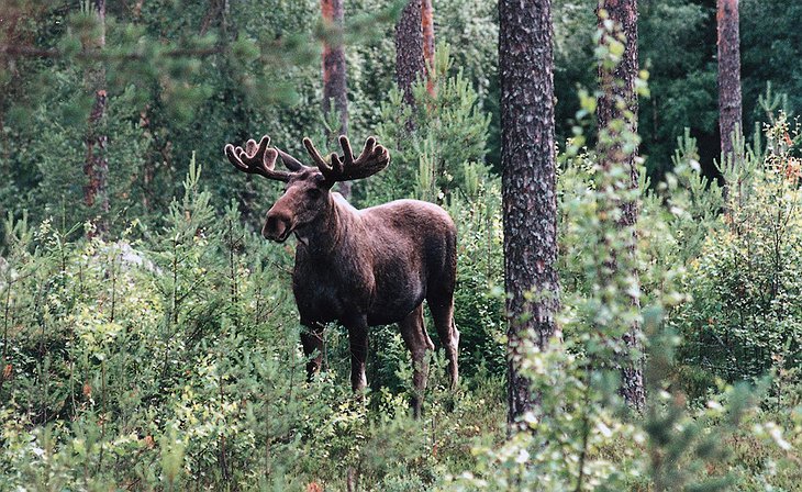 Moose in the forest