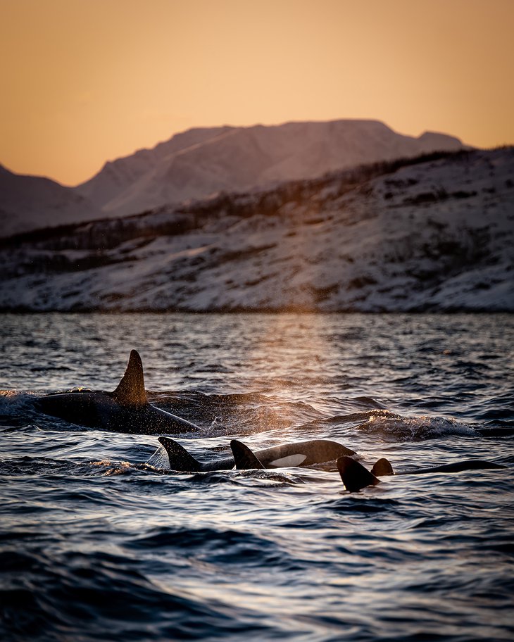 Arctic Orcas