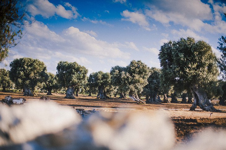 Puglia Olive Trees