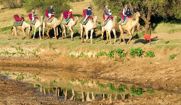 Camel safari