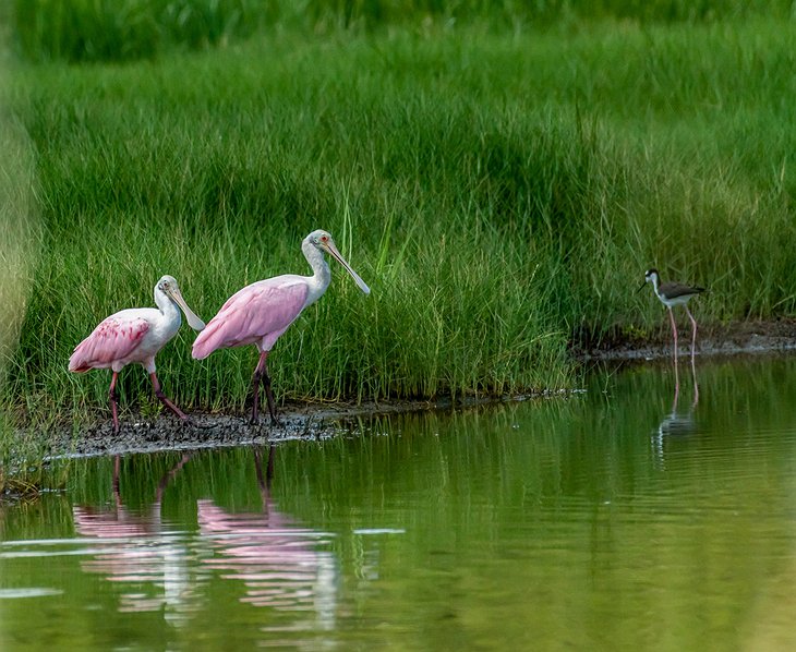 Little St. Simons Island Spoonbills