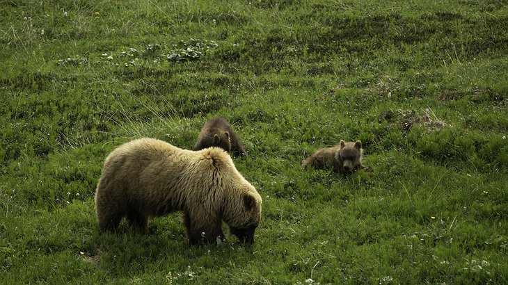 Tordrillo Mountain Bears