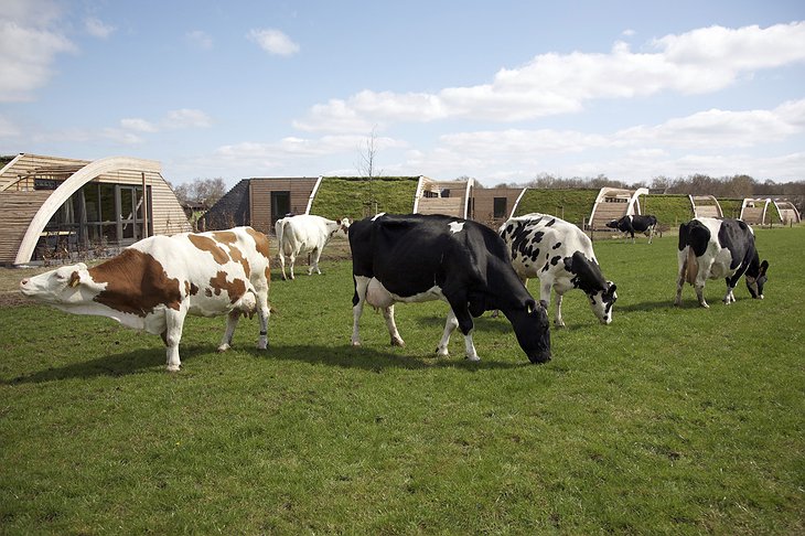 Koe in de Kost cows in front of the earth houses