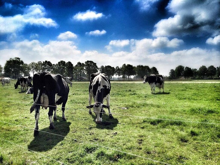 Koe in de Kost cows