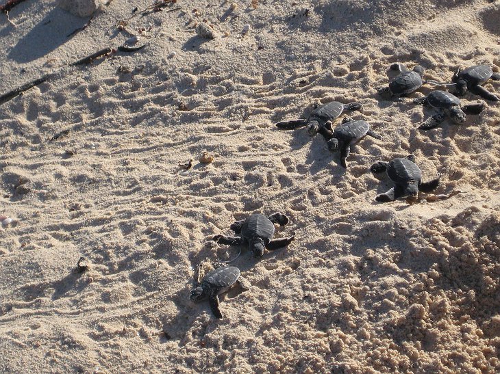 Turtle hatching on Chole Island
