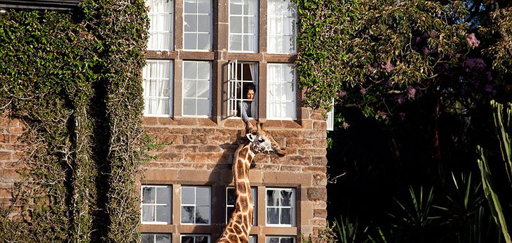 Giraffe at the window in the Giraffe hotel